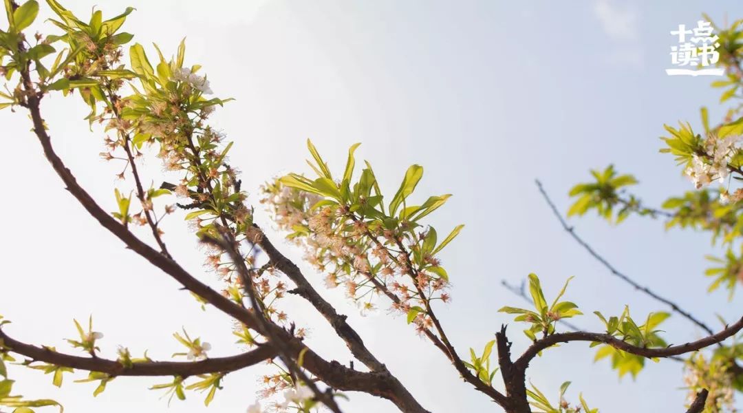 庄子说的两条生命,庄子的三棵树是什么树