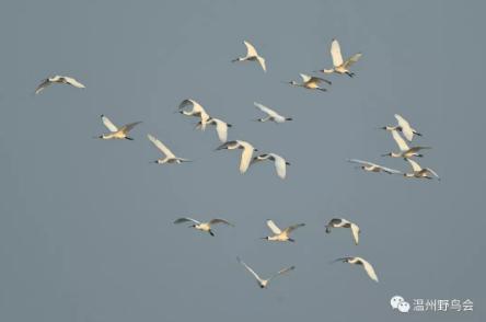 赞！温州湾入围“最值得关注的十块滨海湿地”初选