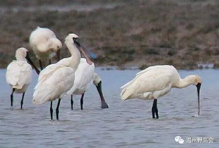 赞！温州湾入围“最值得关注的十块滨海湿地”初选