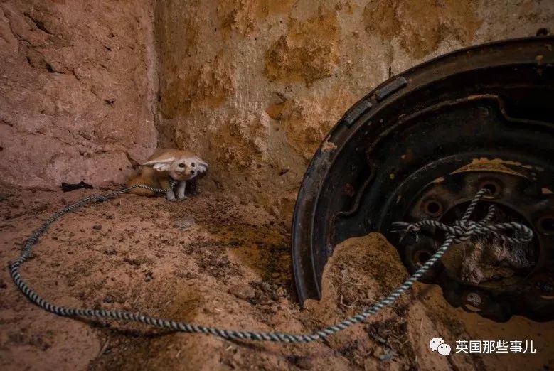 野生大熊猫凶残的一面蜜袋鼯,蜜袋鼯和龙猫哪个寿命比较长