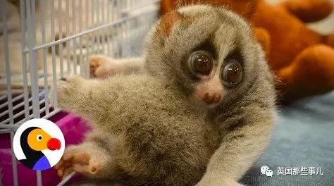 野生大熊猫凶残的一面蜜袋鼯,蜜袋鼯和龙猫哪个寿命比较长