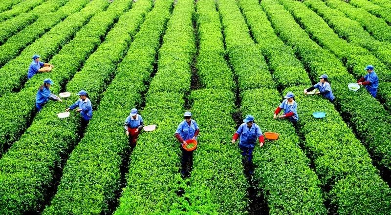 “村头”走向世界有多远？秀山296个电商网点让土货轻松变网货