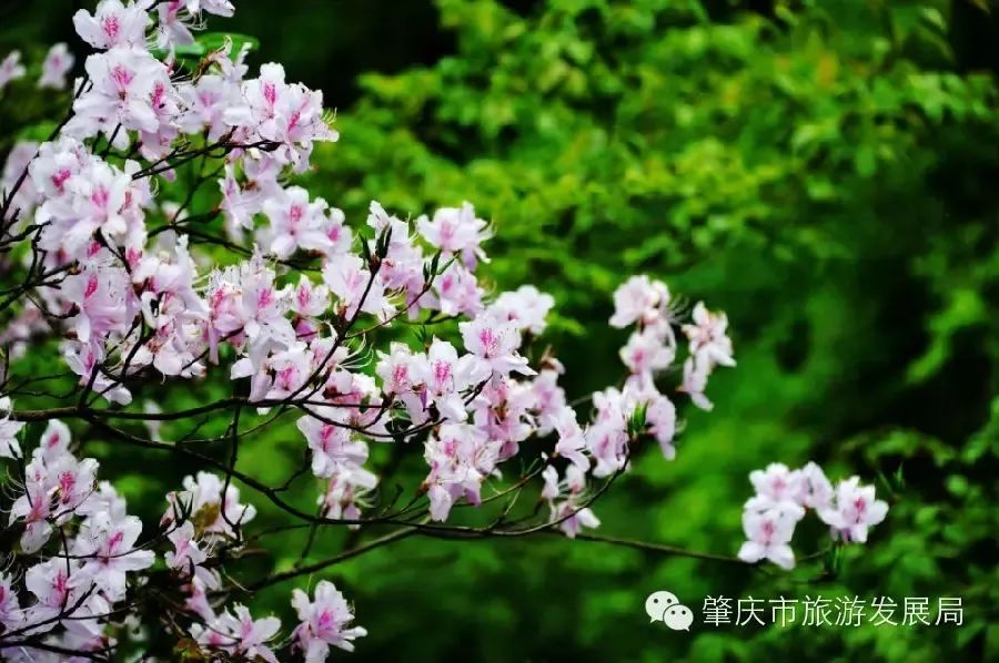 来吧！侧田、黄凯芹邀你到鼎湖一起过大年！