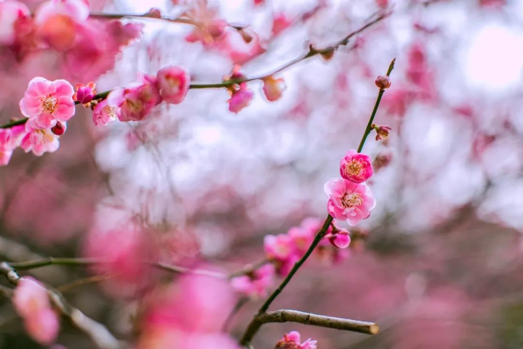 描写冬天的诗句也太绝了,写冬天最美的诗