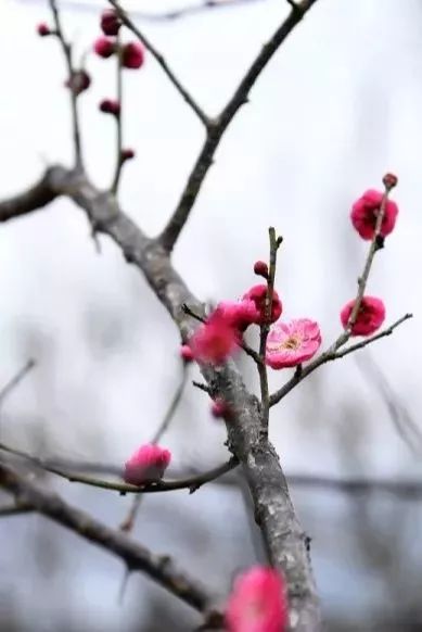 赣州最好玩的公园不要门票,离赣州最近的森林公园还有多远