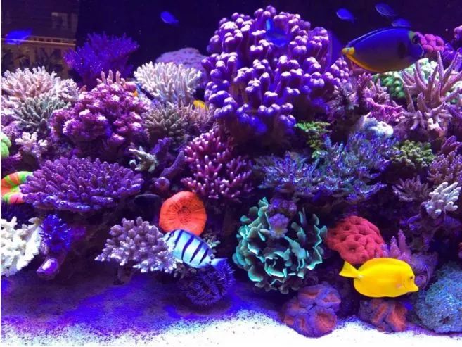 四招帮助海水观赏鱼安然过冬,观赏鱼冬季如何防寒