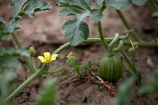 西瓜出故障,西瓜账号存在登录异常怎么申诉