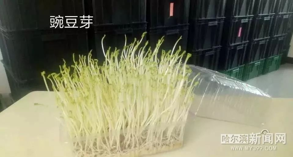 冰城新型芽苗菜,花生芽萝卜苗豌豆苗成餐桌新宠