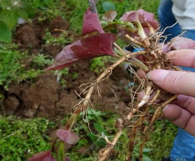 贵州的折耳根是什么味道,贵阳不吃折耳根还有什么好吃的