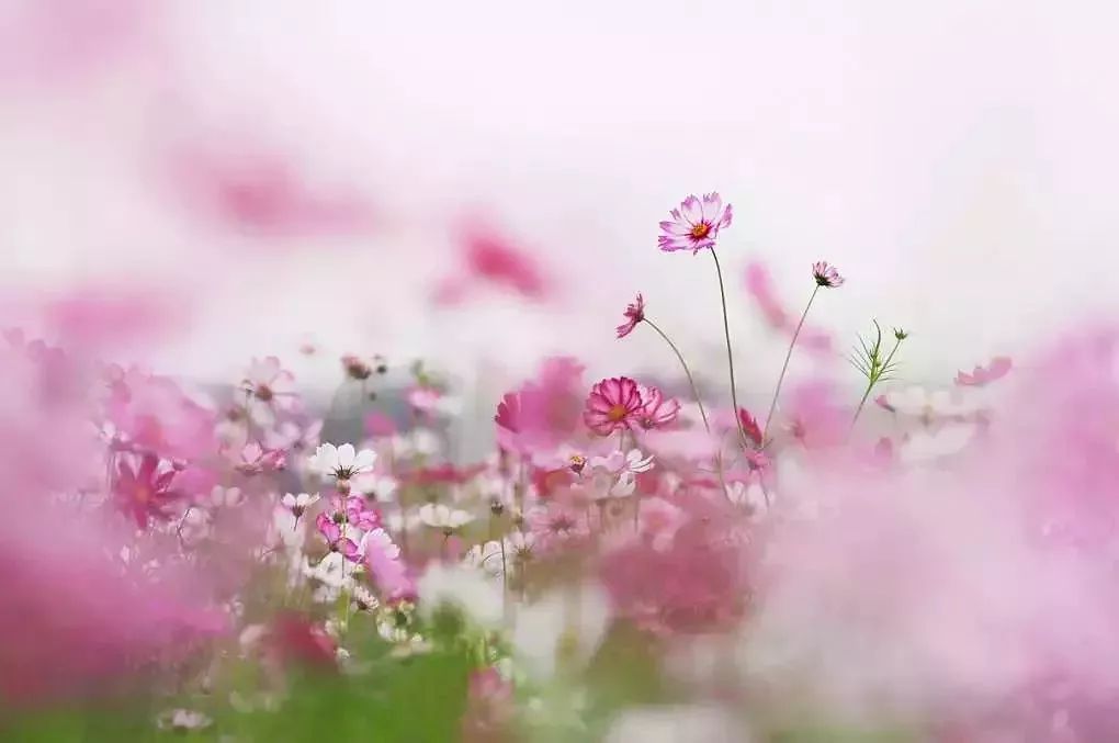 中山十大免费公园,中山最美的免费公园