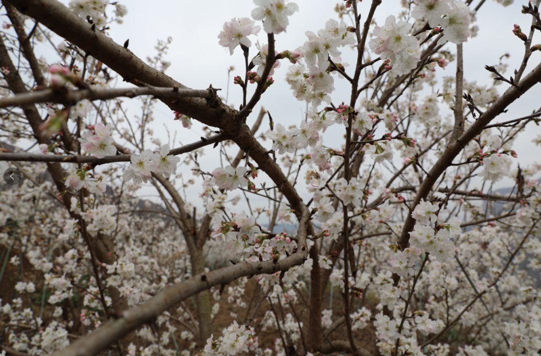 发耳镇樱桃花航拍视频出炉！敢不敢来行一场飞花令？开始！