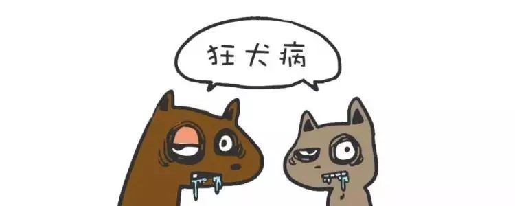 被咬伤感染狂犬病的概率,狂犬病和破伤风的表现有何不同