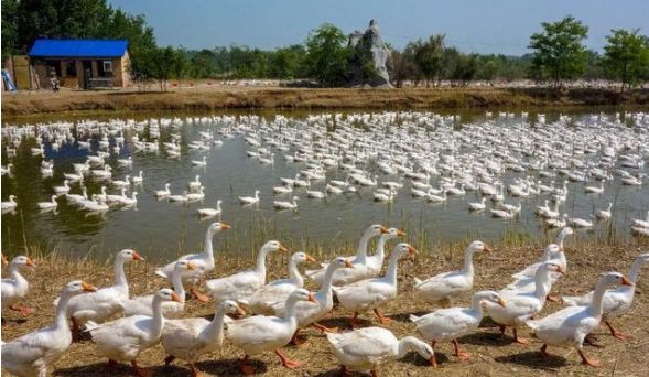 500只种鹅的饲养成本,鹅的饲养成本多少