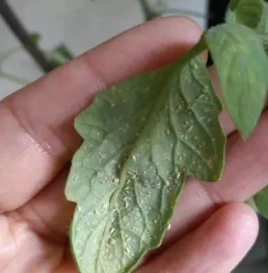 涨知识丨防治小白蛾子,用什么方法好?