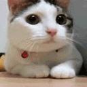 代购、代排队，现在还有代吃喝？？话匣妹亲测，眼看着别人吃下了……