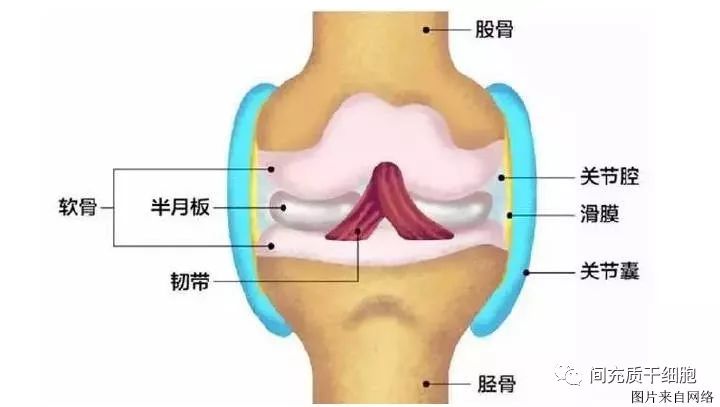 干细胞修复半月板损伤靠谱吗,中国哪里有干细胞治疗半月板损伤