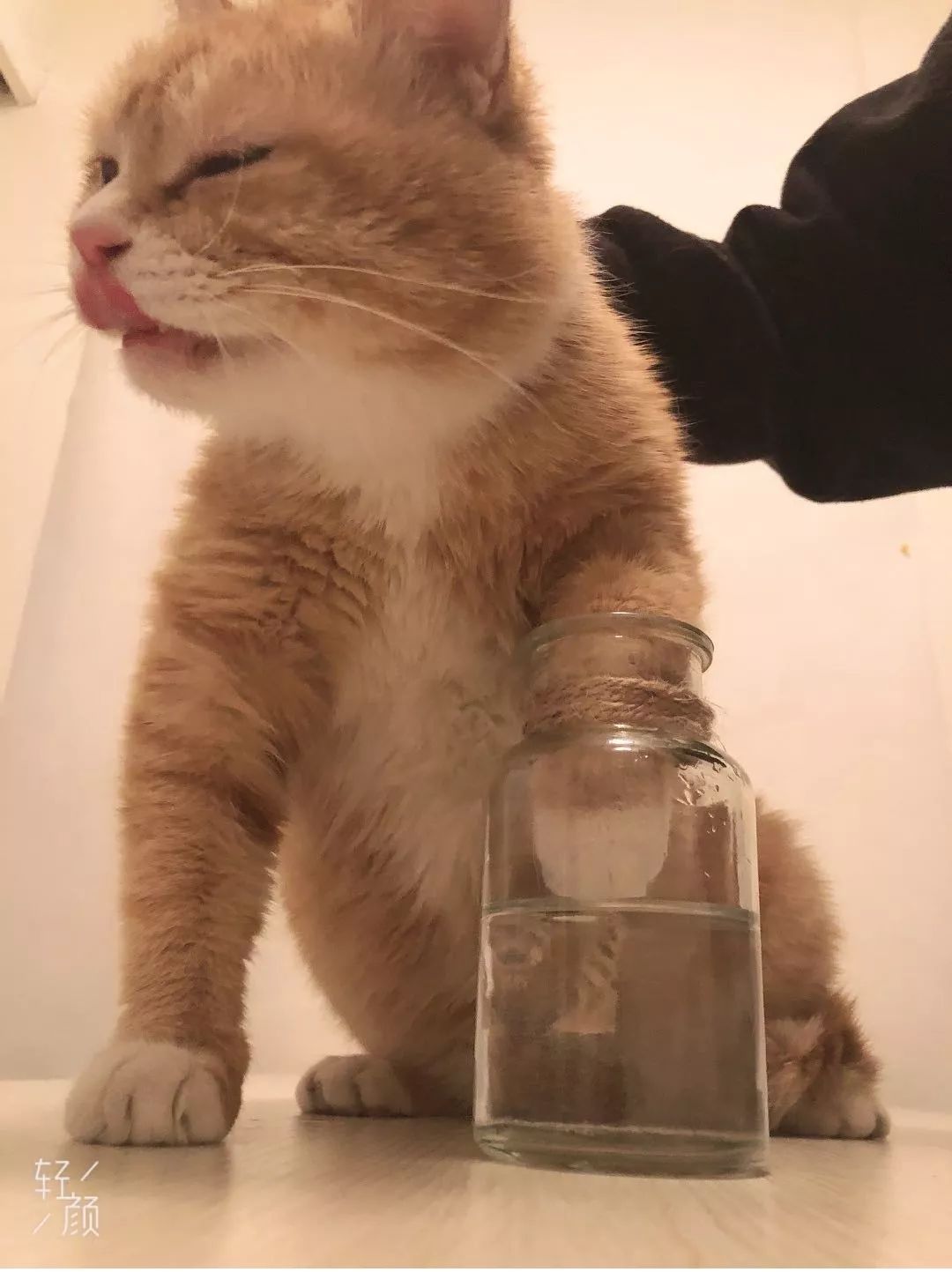 少女猫爪水杯,星巴克樱花猫爪杯