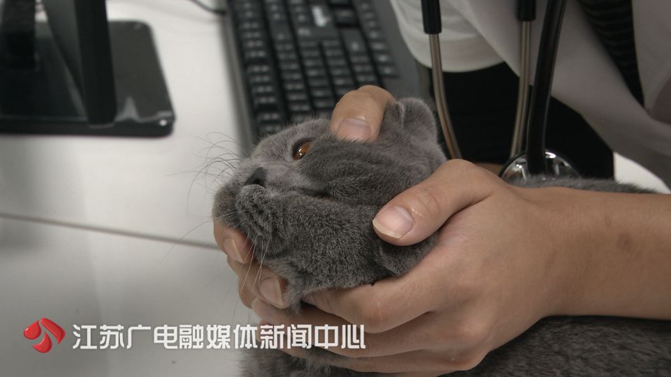 猫拉了双眼皮的感受,猫咪为啥拉双眼皮