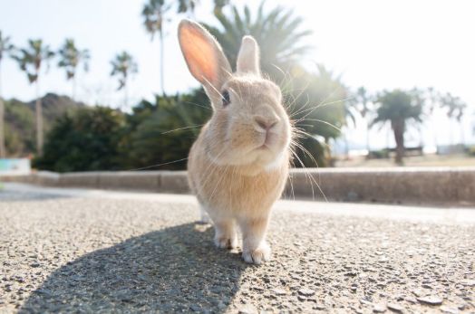 日本东京动物园一日游攻略,日本最值得去的小动物
