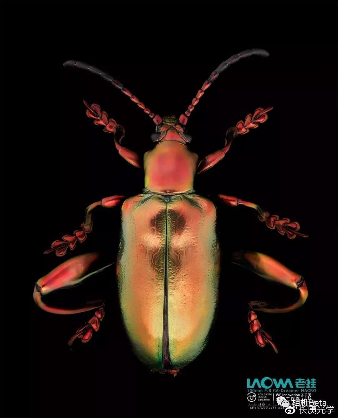 2020年上海cphi展会,上海cp展会2018