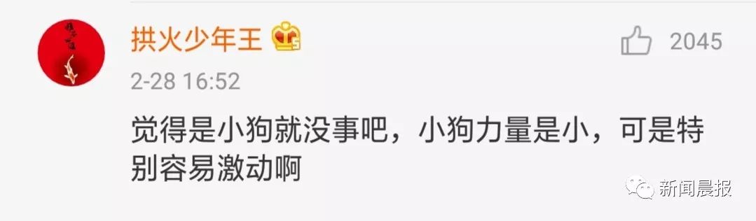 又是遛狗不牵绳！泰迪起身走了两步吓得老人摔成9级伤残，狗主人被判赔20万！