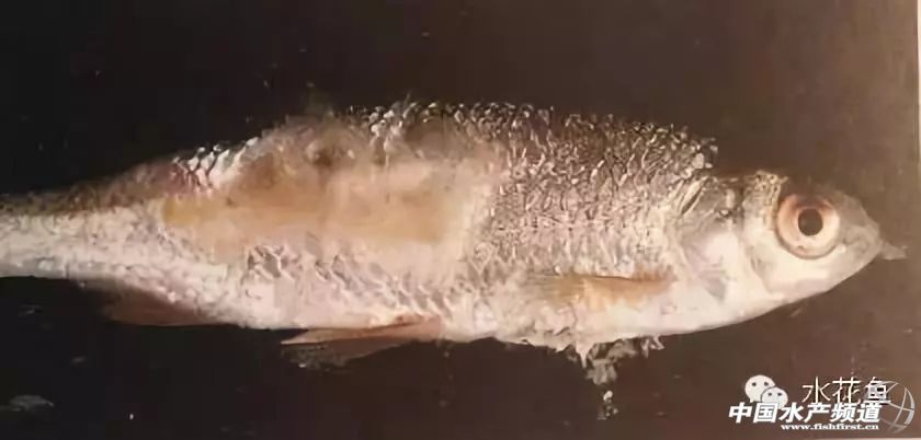 冬末初春，赤皮水霉及其并发症特别要注意