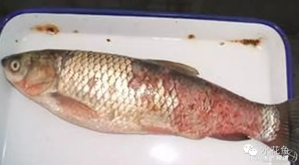 冬末初春，赤皮水霉及其并发症特别要注意