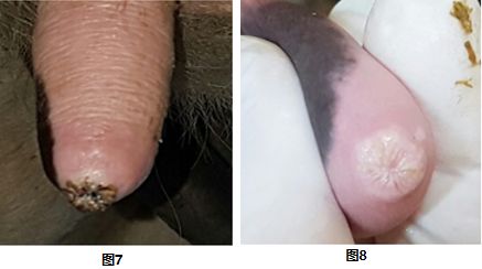 奶牛乳房防冻罩有做的吗,奶牛维护