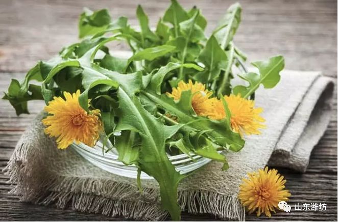 春天吃什么野菜补血最快,春天吃什么野菜下火最多
