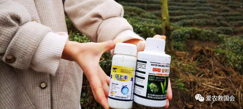 茶叶苗黄怎么办,茶苗有的变成黄的叶怎么办