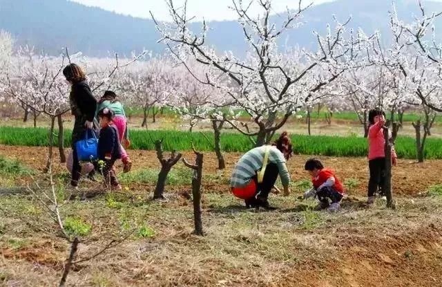 上海人春天爱吃的美食,春天上海最好吃的东西