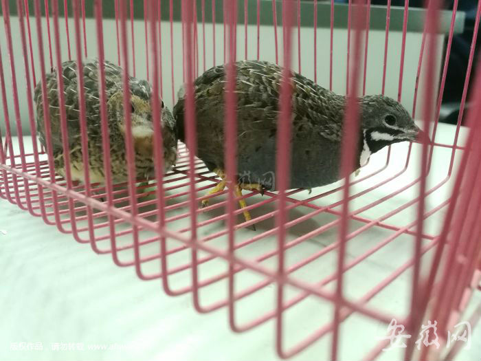 一80后夫妻养了很多小动物想送一些新繁殖出的给市民