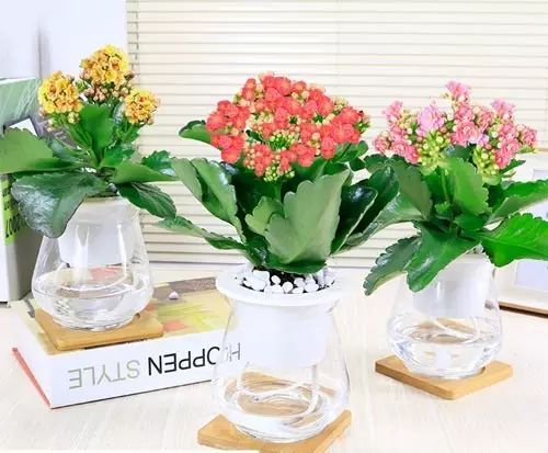 适合厨房种植的植物水培,哪些作物可做水培盆栽养殖