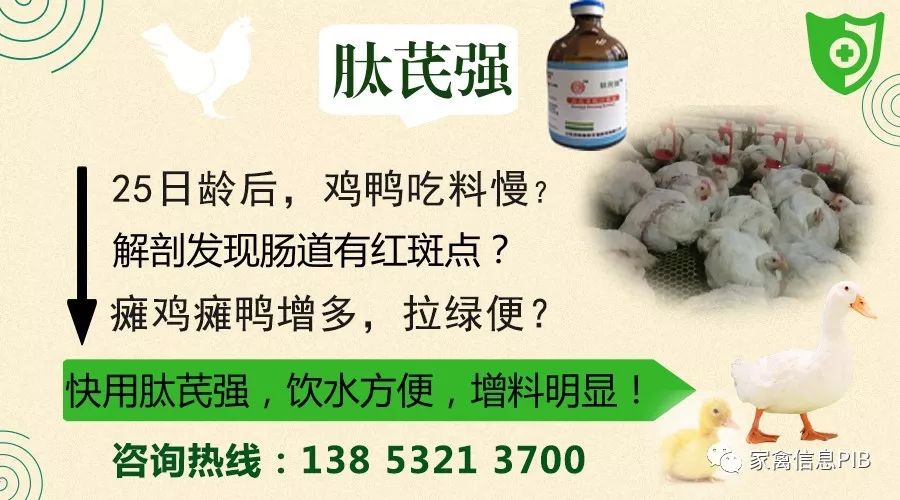 2024麻鸡养殖利润与成本,817大鸡利润空间