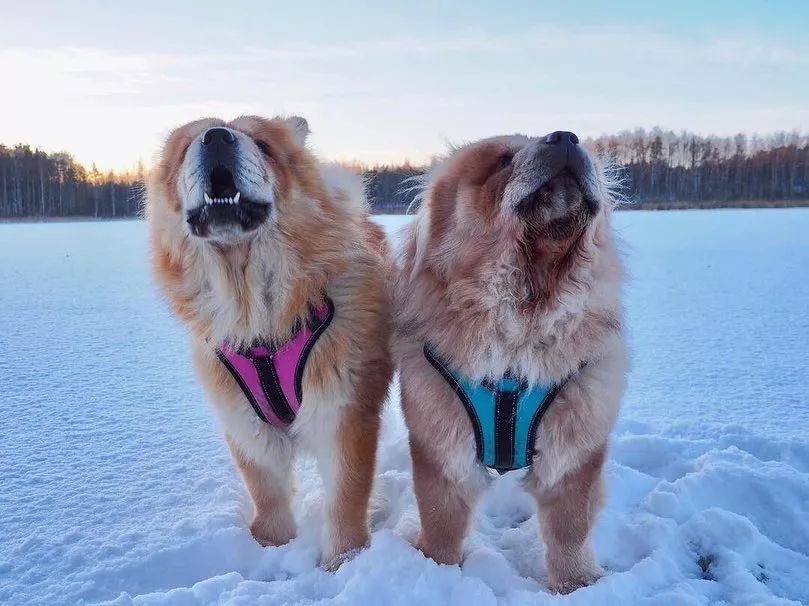 养好小型犬,养好一只狗不容易