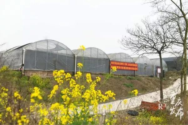 农村创业致富项目种植羊肚菌,羊肚菌农村创业