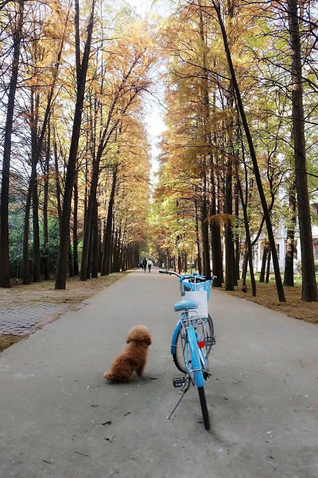 孝感未来五年发展规划,孝感的未来发展规划