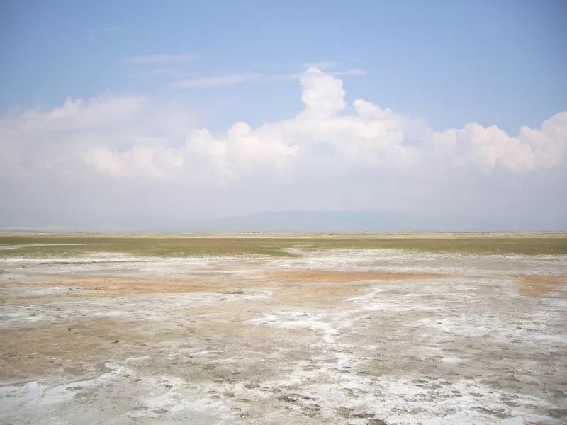 它被称作植物中的“小型吸盐机”，在我国种植潜力极大