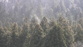 花粉症日本,日本花粉症几月份开始