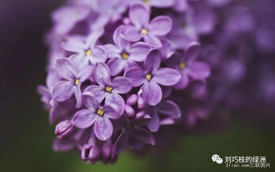 短篇小说完结免费阅读,短篇小说推荐丁香