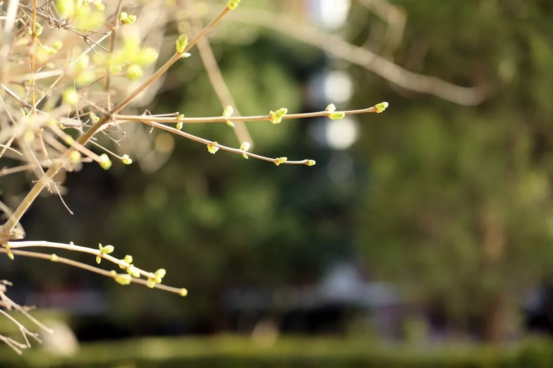 每日一药延胡索,每周一药神曲完整版