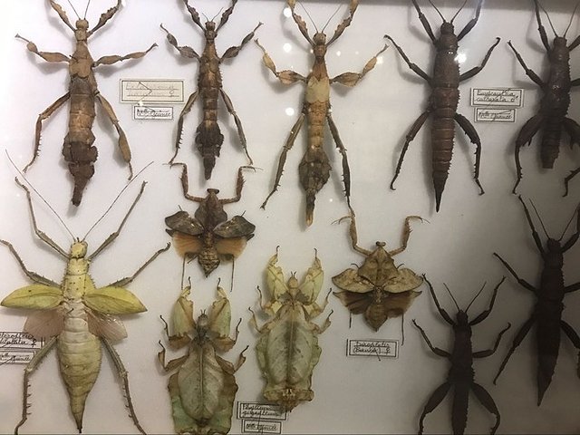 超美媳妇儿与你逃之夭夭大头强小蛮夭毛里求斯蜜月盛典~