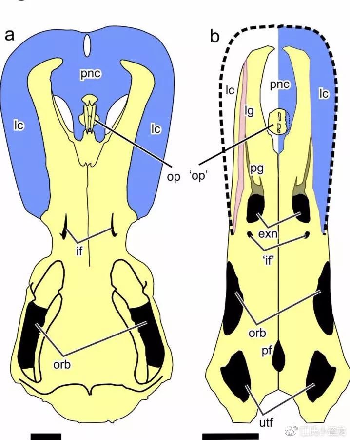鸭嘴兽奇怪的地方在哪里,奇怪的鸭嘴兽
