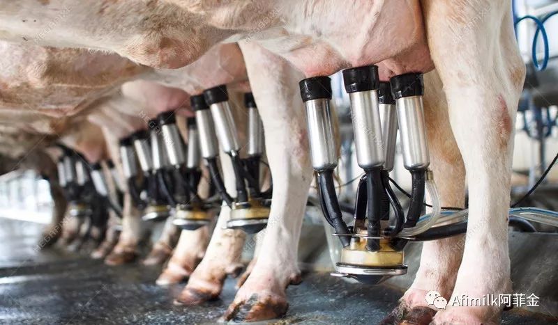 奶牛泌乳期曲线的绘制与分析,奶牛泌乳曲线图的绘制与分析