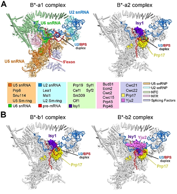 施一公科研论文,施一公研究组