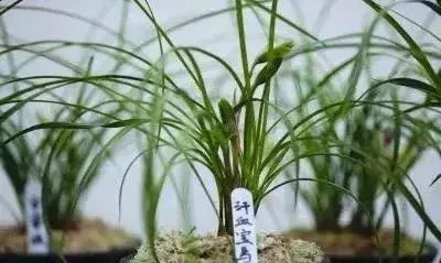 十几万一棵的多肉,一盆市价10万的多肉