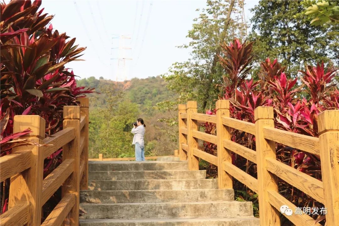 禾雀花美翻三月天,禾雀花盛开美翻三月天