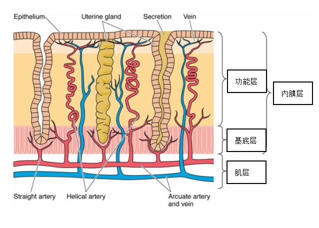 宫腔粘连是什么意思,宫腔粘连可以治好吗