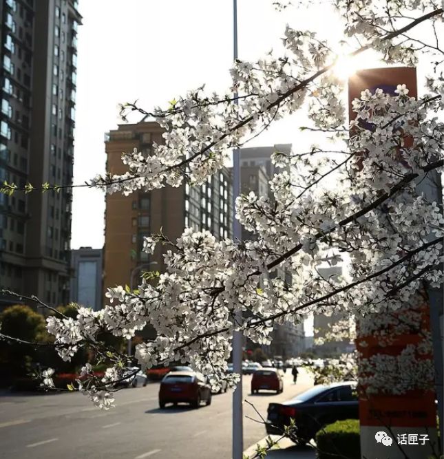 万花丛中,拍照选哪枝?话匣妹手把手教你过春天