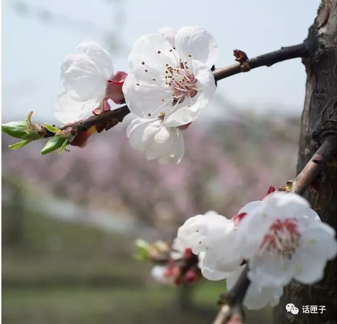 万花丛中,拍照选哪枝?话匣妹手把手教你过春天